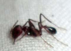 Ocymyrmex barbiger