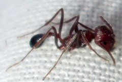 Ocymyrmex barbiger