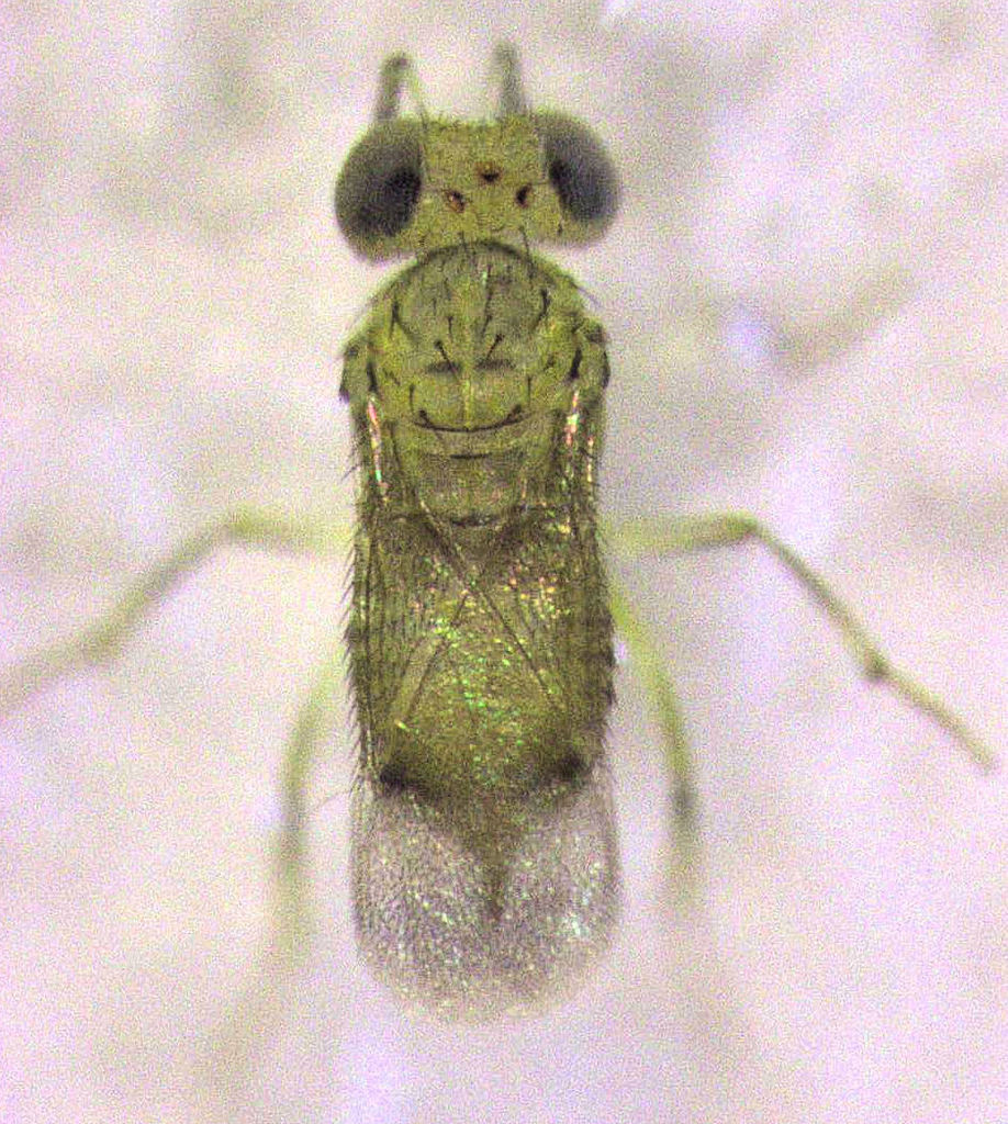 Aphytis