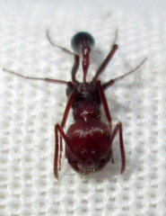 Ocymyrmex barbiger