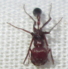 Ocymyrmex barbiger