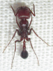 Ocymyrmex barbiger