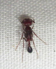 Ocymyrmex barbiger