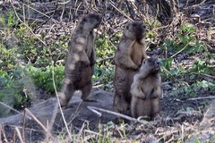 Marmota kastschenkoi