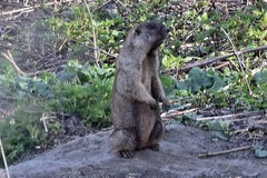 Marmota kastschenkoi