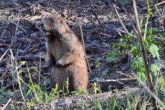 Marmota kastschenkoi
