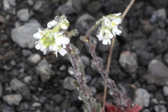 Draba incana