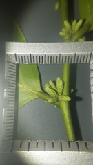 Lacistema aggregatum