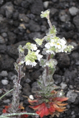 Draba incana