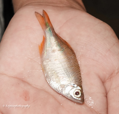 Devario