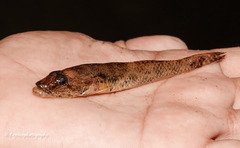 Glossogobius giuris