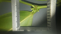 Lacistema aggregatum