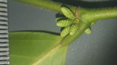 Lacistema aggregatum