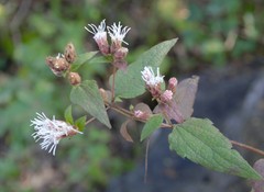 Chromolaena bigelovii