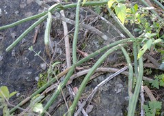 Selenicereus spinulosus