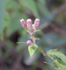 Chromolaena bigelovii
