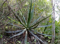 Agave univittata