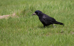 Corvus frugilegus