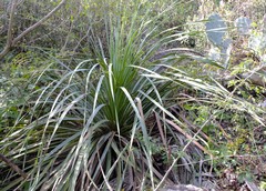 Dasylirion berlandieri