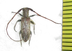 Eunidia brunneopunctata