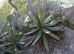 Agave univittata