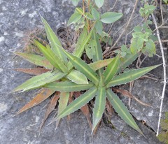 Agave univittata