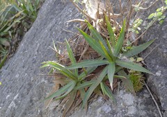 Agave univittata