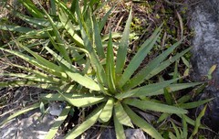 Agave univittata