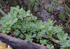 Sedum palmeri