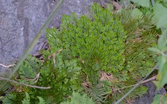 Selaginella novoleonensis