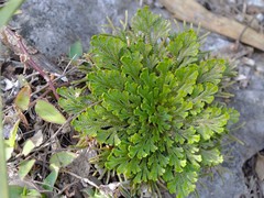 Selaginella novoleonensis