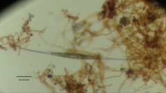 Closteriopsis longissima