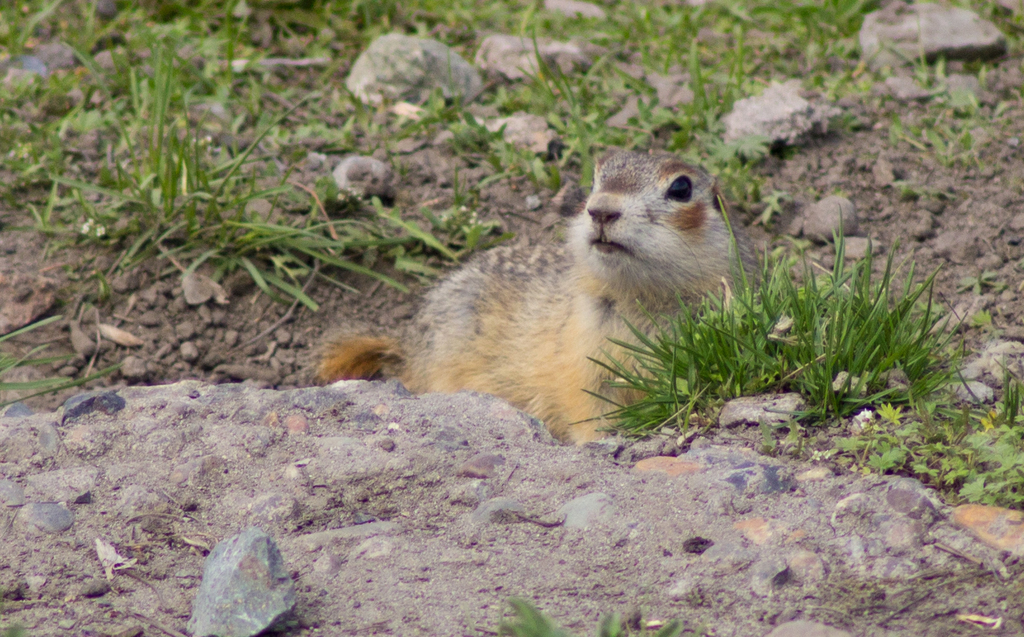 Red-Cheeked Ground Squirrel