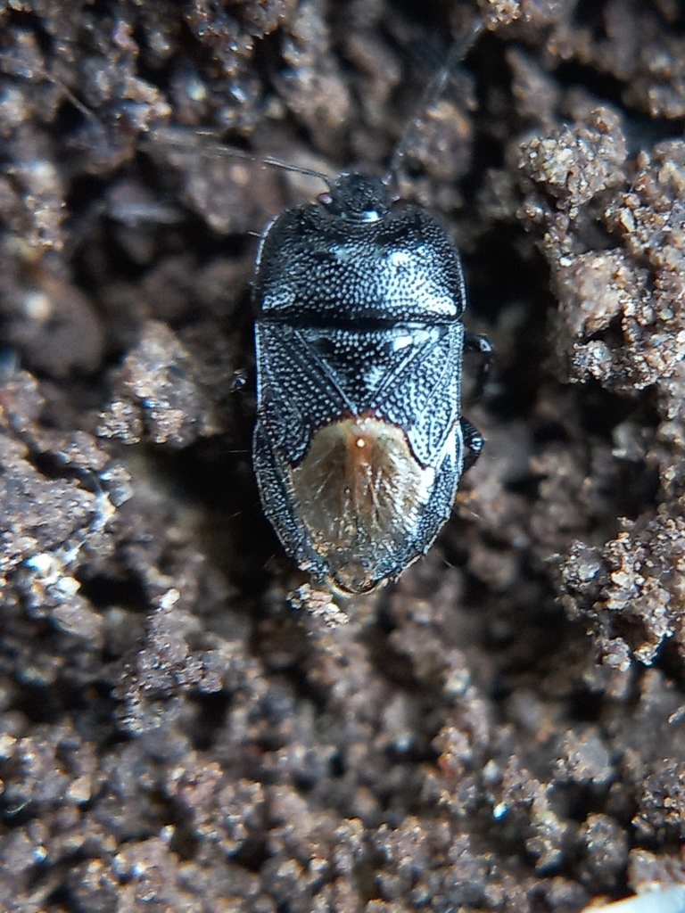 Garsauriinae