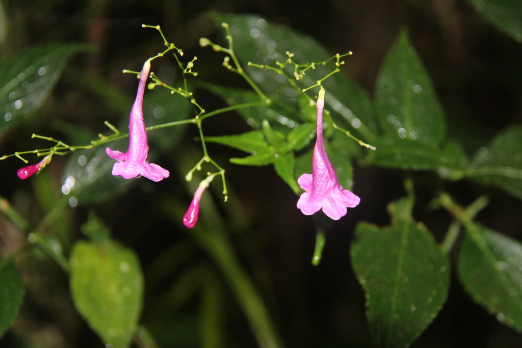 Chinese Rain Bell from Daintree Rainforest, QLD 4873, Australia on June ...