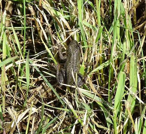 Boreal Chorus Frog photographed in North Dakota