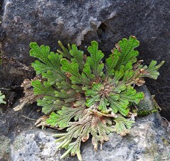 Selaginella novoleonensis