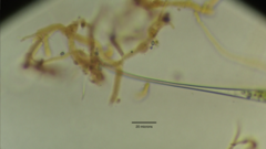 Closteriopsis longissima