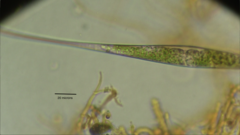 Closteriopsis longissima