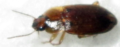 Siopelus pallidior