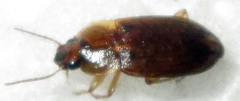 Siopelus pallidior