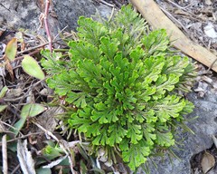 Selaginella novoleonensis