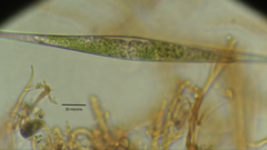 Closteriopsis longissima