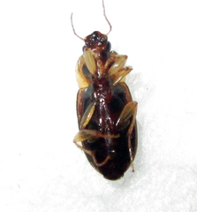 Siopelus pallidior