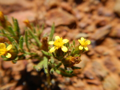 Rhynchopsidium sessiliflorum