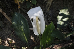 Spathiphyllum