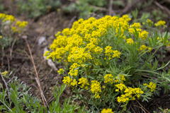 Odontarrhena obovata