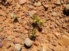 Rhynchopsidium sessiliflorum