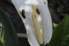 Spathiphyllum