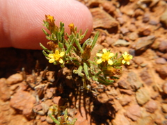 Rhynchopsidium sessiliflorum